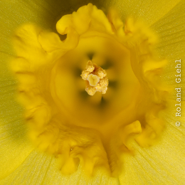 Tulpenstempel_27er Stack_manuell_Helicon