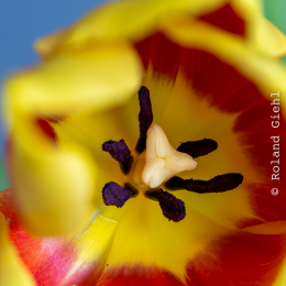 Tulpe-40er_Stack_Z105micro_001_20260101