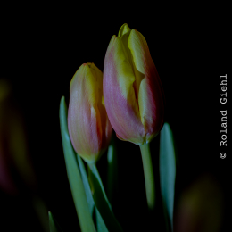 Tulpe-14er_Stack_AFS105micro_001_20251230-2
