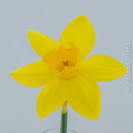 Narzisse_32er Stack_Manuell_Helicon_2026-01-15