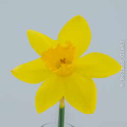 Narzisse_32er Stack_Manuell_PShop_2026-01-15