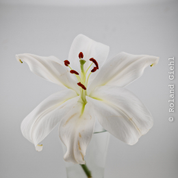 Blumen Fokusstacking