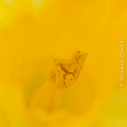 Narzisse-Stempel_72er Stack_Nikon_Helicon_20260115