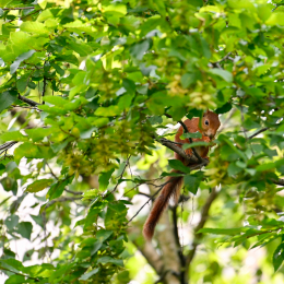 Balkon_2025_007_20250729