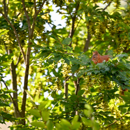 Balkon_2025_005_20250729