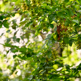 Balkon_2025_008_20250729