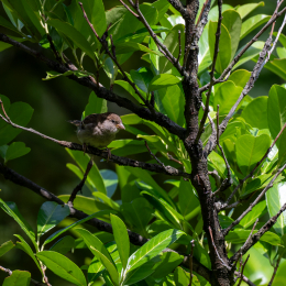 Balkon_2025_001_20250728