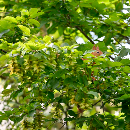 Balkon_2025_009_20250729