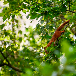 Balkon_2025_006_20250729