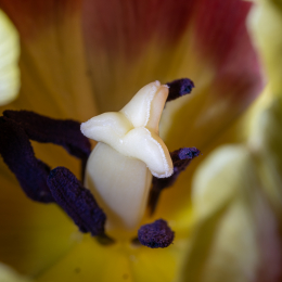 Tulpe