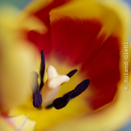 Tulpe-18er_Stack_Z105micro_001_20260101