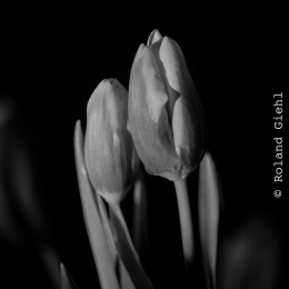 Tulpe-14er_Stack_AFS105micro_001_20251230
