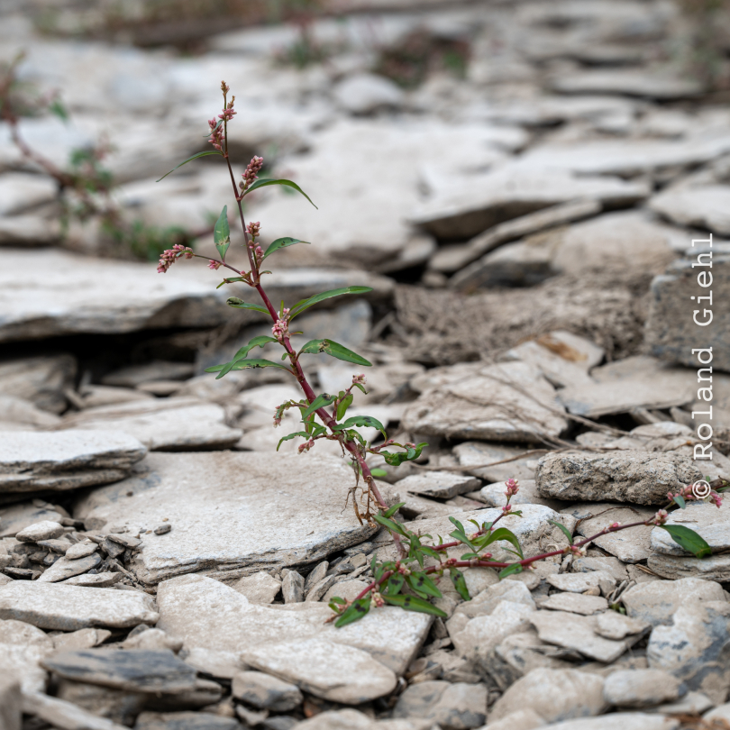 Kaub_014_20261004