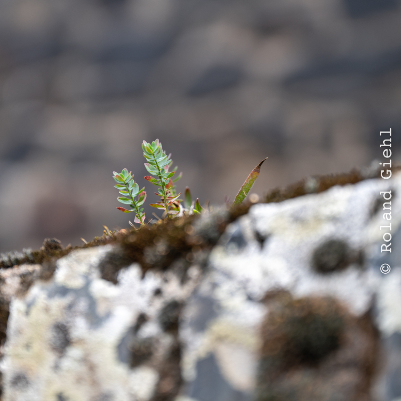 Kaub_016_20261004