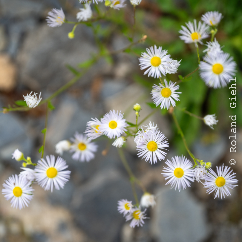 Kaub_006_20261004