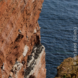 Urlaub2012-06-14_Helgoland_52