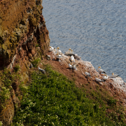 Urlaub2012-06-14_Helgoland_50
