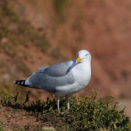 Urlaub2012-06-14_Helgoland_43
