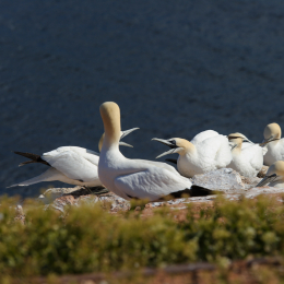 Urlaub2012-06-14_Helgoland_55