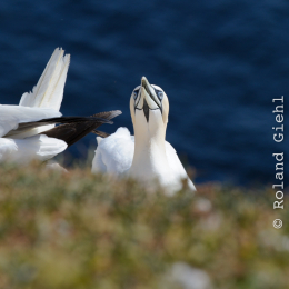 Urlaub2012-06-14_Helgoland_61