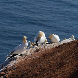 Urlaub2012-06-14_Helgoland_54