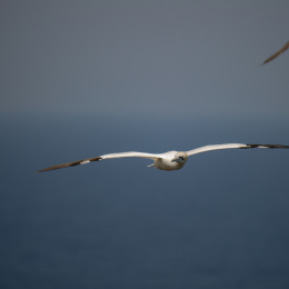 Helgoland_Tag_07_20140710_031