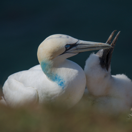 Helgoland_Tag_07_20140710_010