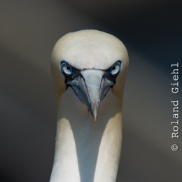 Helgoland_Tag_07_20140710_023