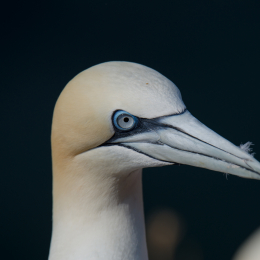 Helgoland_Tag_07_20140710_018