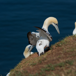 Helgoland_Tag_07_20140710_025