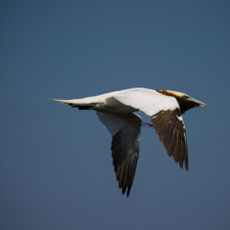 Helgoland_Tag_07_20140710_037