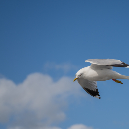Sylt-2025_091_20250619