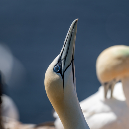 Sylt-2025_073_20250619