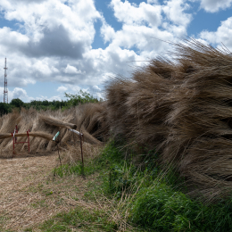 Sylt-2025_149_20250625