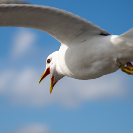 Sylt-2025_090_20250619
