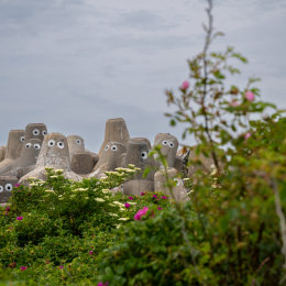 Sylt-2025_033_20250615