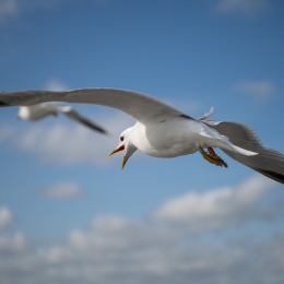 Sylt-2025_089_20250619