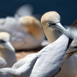 Sylt-2025_071_20250619