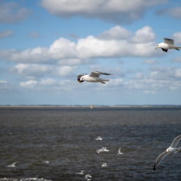 Sylt-2025_088_20250619