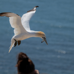 Sylt-2025_079_20250619