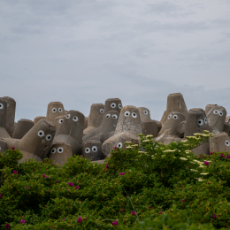 Sylt-2025_032_20250615