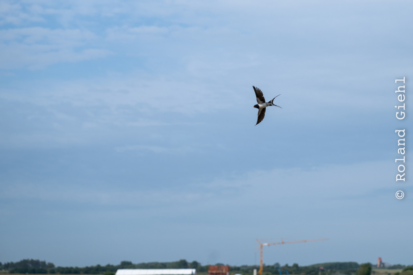 Sylt-2025_038_20250615