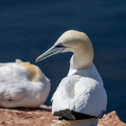 Sylt-2025_068_20250619