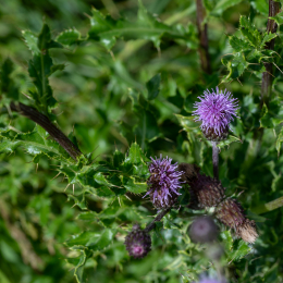 Sylt-2025_147_20250625
