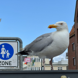 Sylt-2025_132_20250623