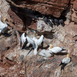Sylt-2025_067_20250619