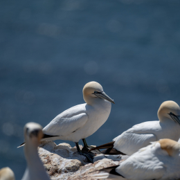 Sylt-2025_080_20250619