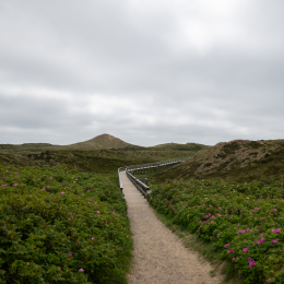 Sylt-2025_057_20250616