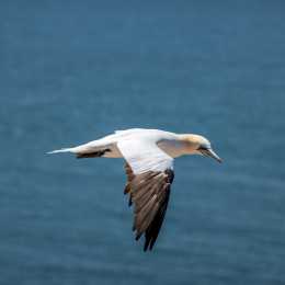 Sylt-2025_076_20250619
