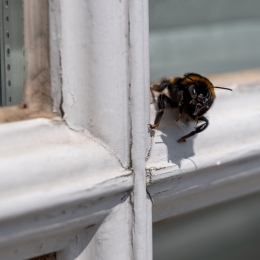 Sylt-2025_094_20250620